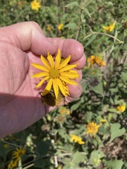Helianthus divaricatus