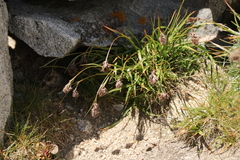 Luzula spicata