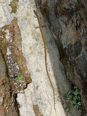 Takydromus sexlineatus