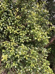 Metrosideros fulgens