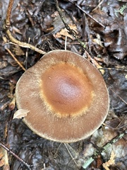 Cortinarius bovinus