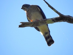 Harpagus bidentatus