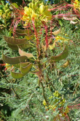 Erythrostemon gilliesii