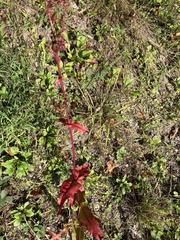 Rumex sanguineus