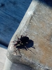 Platyninae