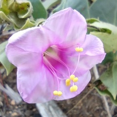 Mirabilis multiflora pubescens