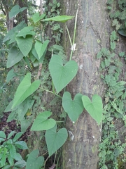 Philodendron jacquinii