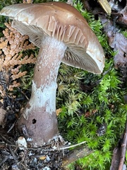 Cortinarius bovinus