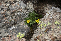 Draba