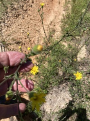 Croptilon divaricatum