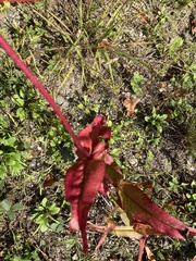 Rumex sanguineus