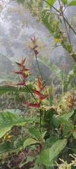 Heliconia