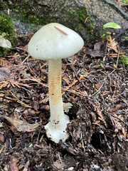 Amanita citrina