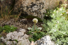 Micranthes rhomboidea