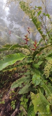 Heliconia