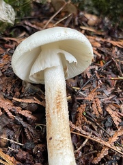 Amanita citrina