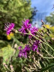 Vernonia noveboracensis