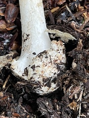 Amanita citrina