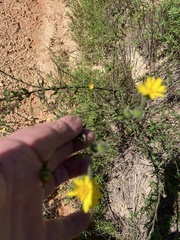 Croptilon divaricatum