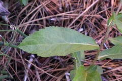 Eurybia radulina