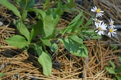 Eurybia radulina