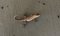 Leiocephalus carinatus