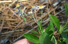 Eurybia radulina