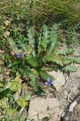 Gentianopsis ciliata