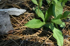 Eurybia radulina