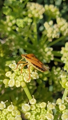 Carpocoris mediterraneus atlanticus