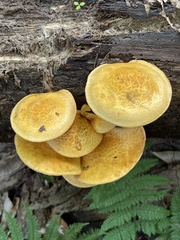 Gymnopilus luteus