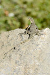 Laudakia tuberculata