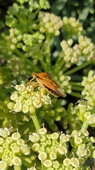 Carpocoris mediterraneus atlanticus