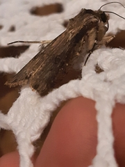 Agrotis malefida