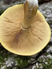 Gymnopilus luteus