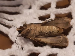 Agrotis malefida