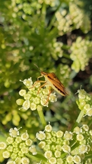 Carpocoris mediterraneus atlanticus
