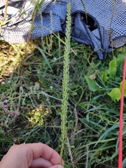 Triglochin maritima