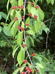 Lonicera maackii