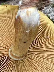 Gymnopilus luteus