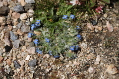 Eritrichium argenteum