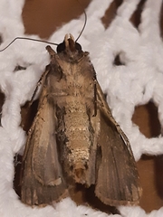 Agrotis malefida