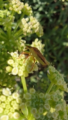 Carpocoris mediterraneus atlanticus