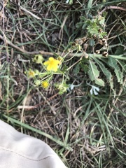 Potentilla argentea