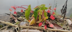 Begonia bracteosa