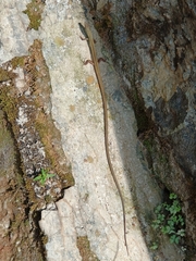 Takydromus sexlineatus