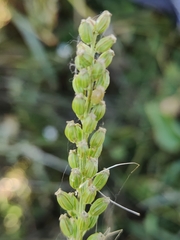 Triglochin maritima