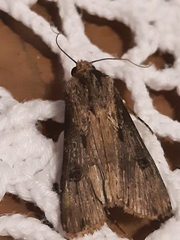 Agrotis malefida