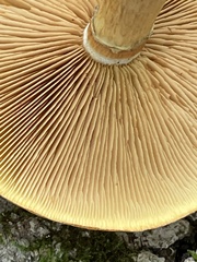 Gymnopilus luteus