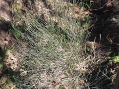 Baccharis articulata